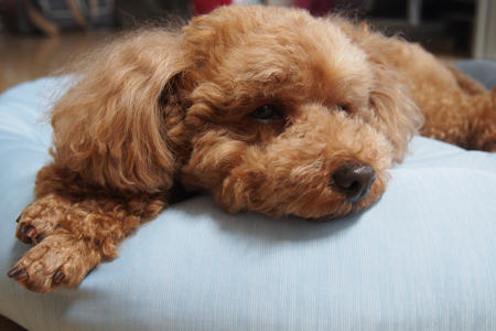 犬ごはん 犬グッズ ココアの気ままな日々